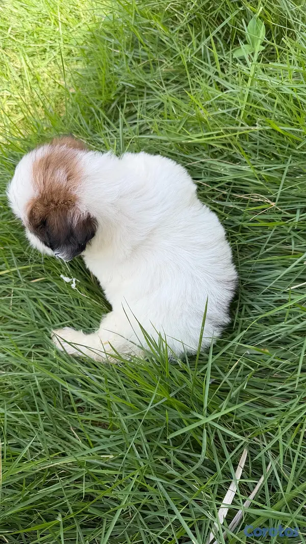 animales y mascotas - shipoo 5