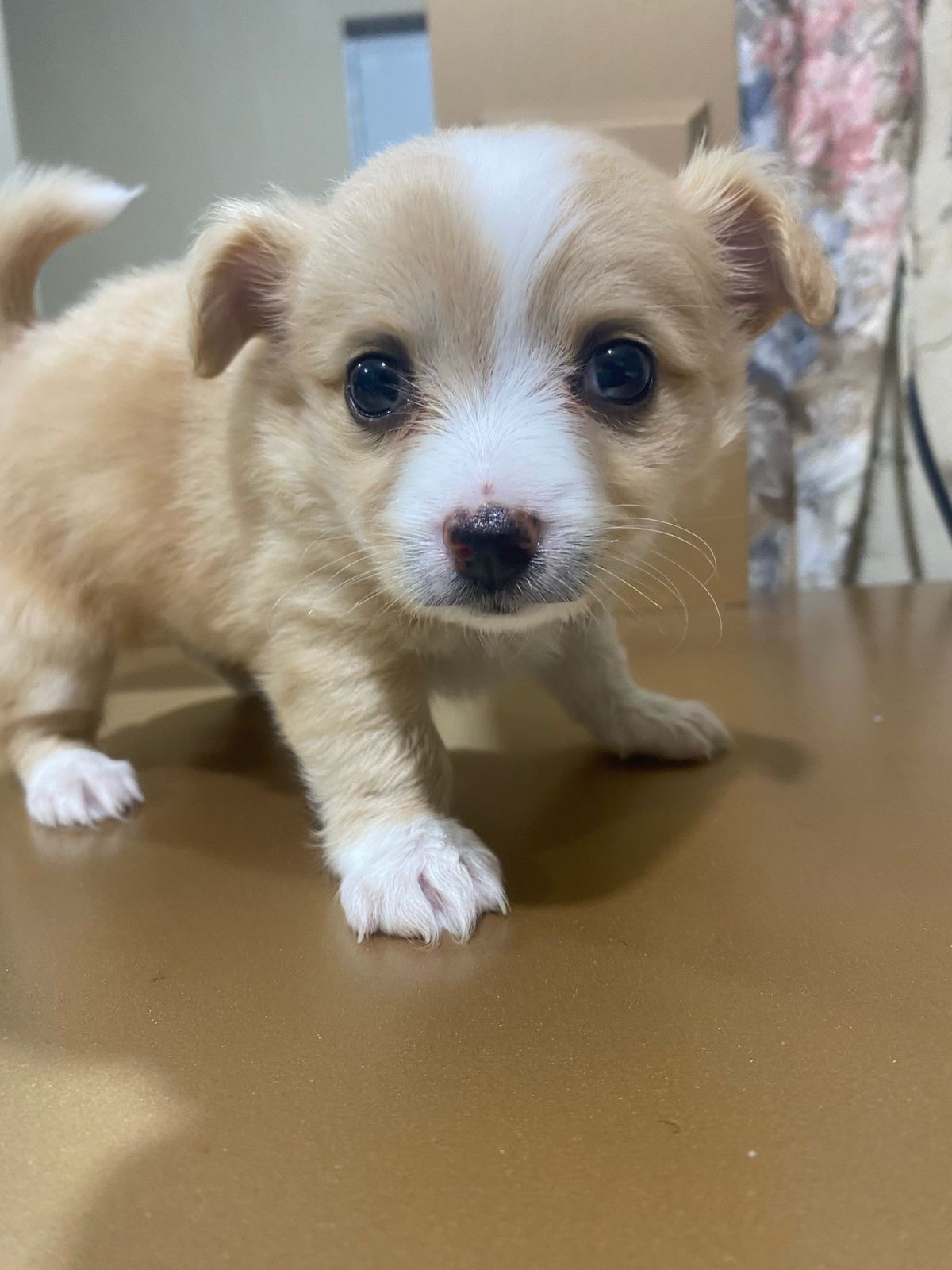 animales y mascotas - Chihuahua mariposa