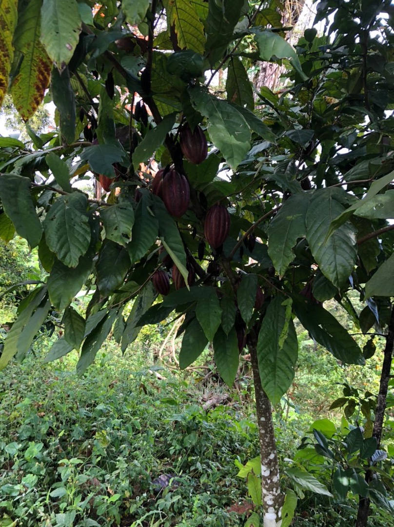 Vendo finca de cacao en producción  7