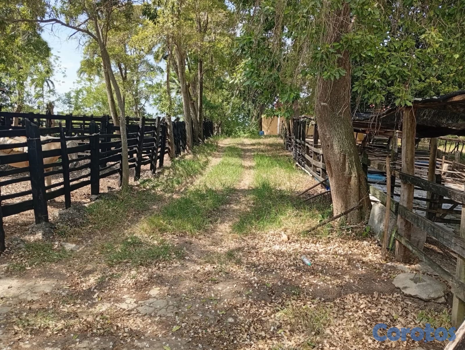 solares y terrenos - finca en Gaspar Hernandez  8