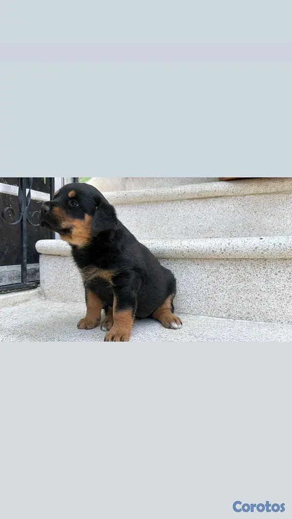 animales y mascotas - hermosos Cachorros de Rottwailer  8