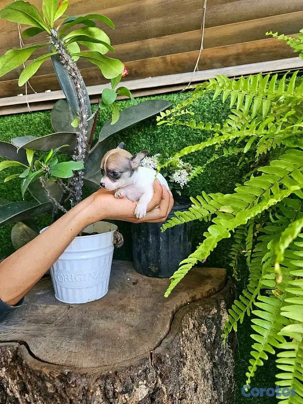 animales y mascotas - chihuahua miniatura Super pequeñitos 100% 6