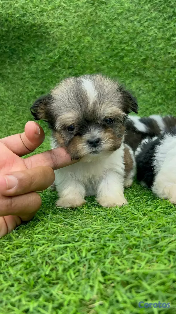animales y mascotas - hermosos cachorritos shipoo mini 2