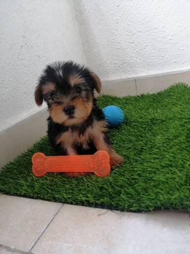 animales y mascotas - Vendo Yorkshire nieto de Campeon