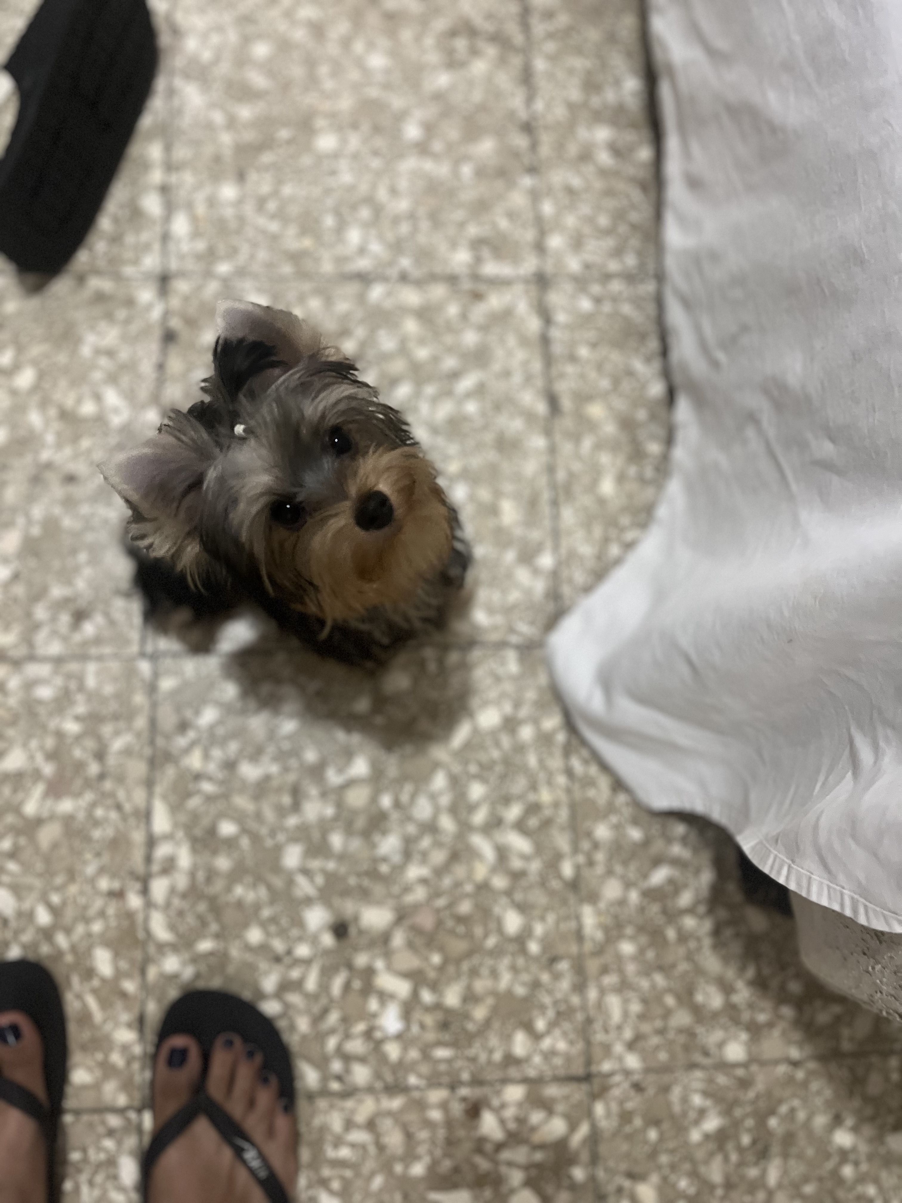 animales y mascotas - yorkie 1