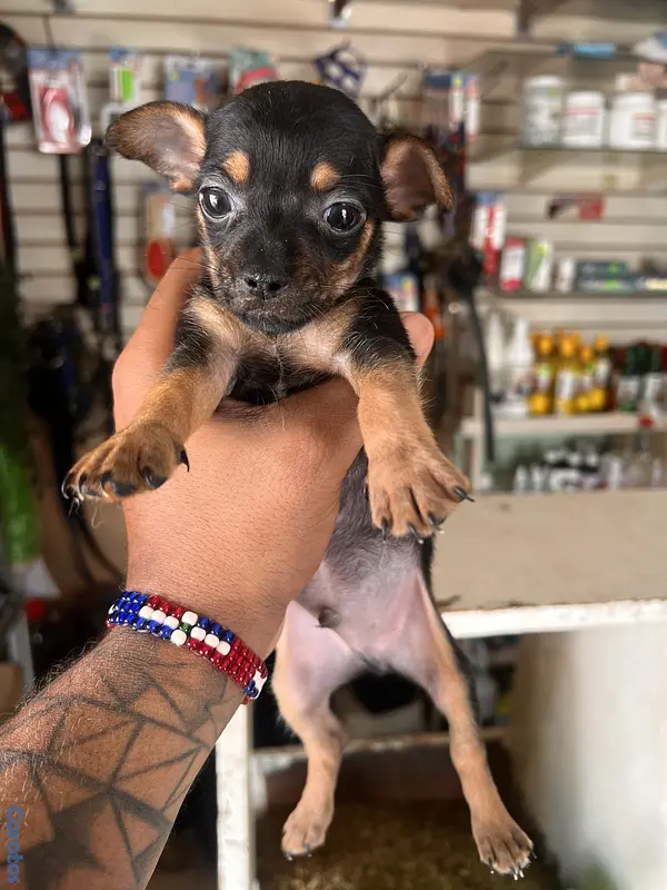 animales y mascotas - chihuahua  4