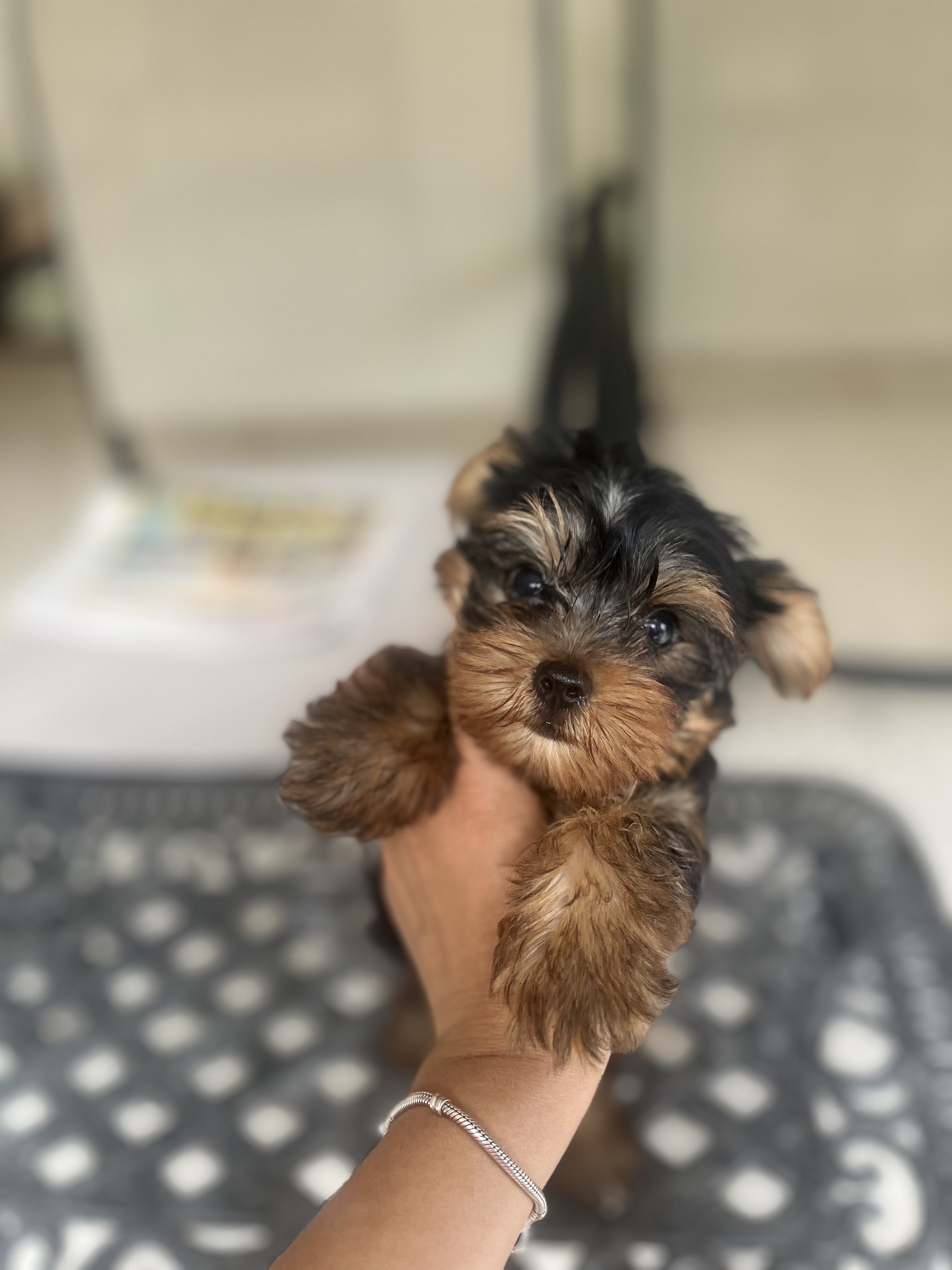 animales y mascotas - yorkie 2