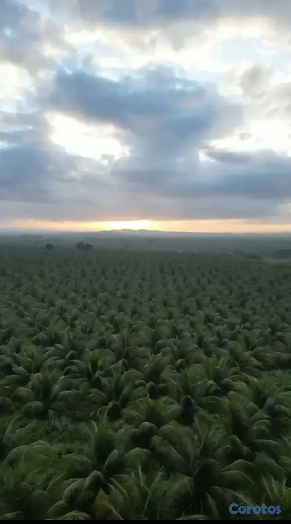 solares y terrenos - Finca de Coco Enanos en Monte Cristi 2