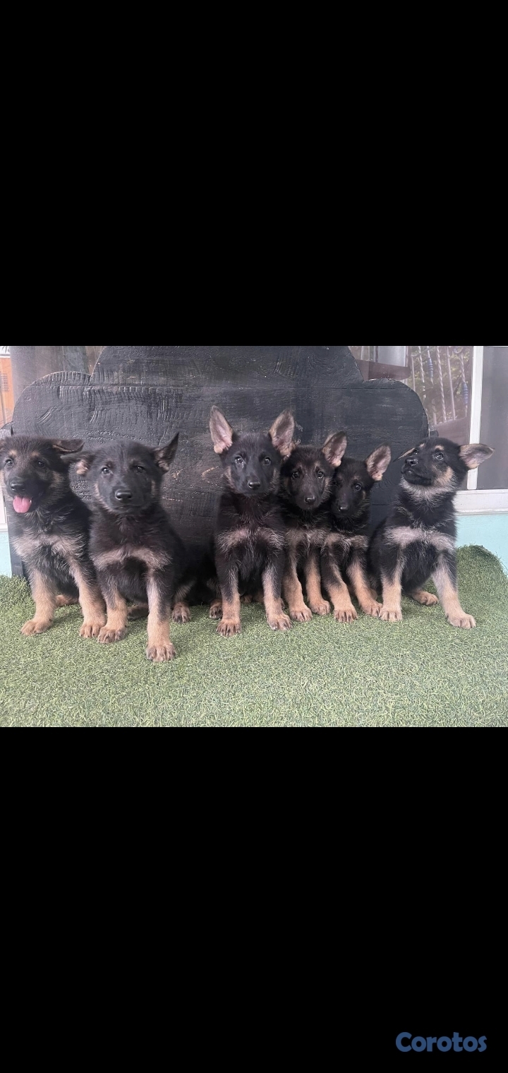 animales y mascotas - Cachorros Pastor Aleman 1