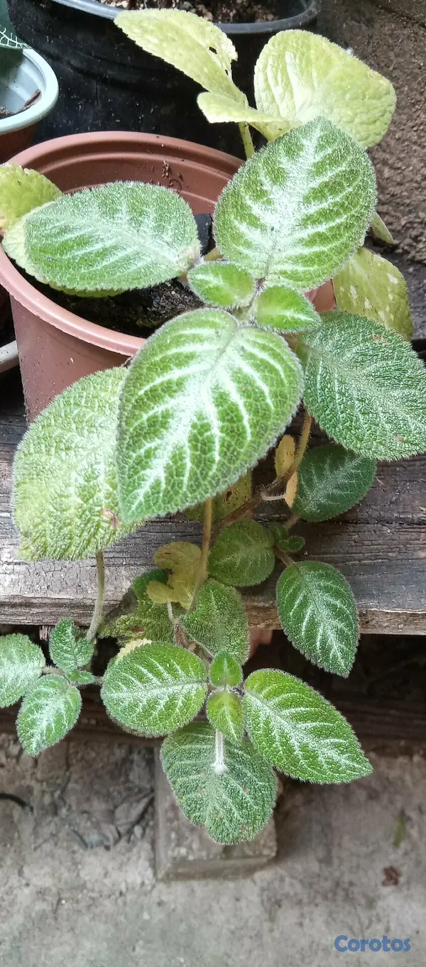 decoración y accesorios - Plantas de sol económicas 5
