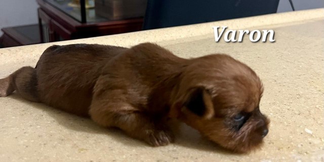 animales y mascotas - perritos Yorkis y Terriers a buen precio 6