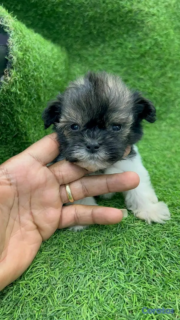 animales y mascotas - hermosos cachorritos shipoo mini 4