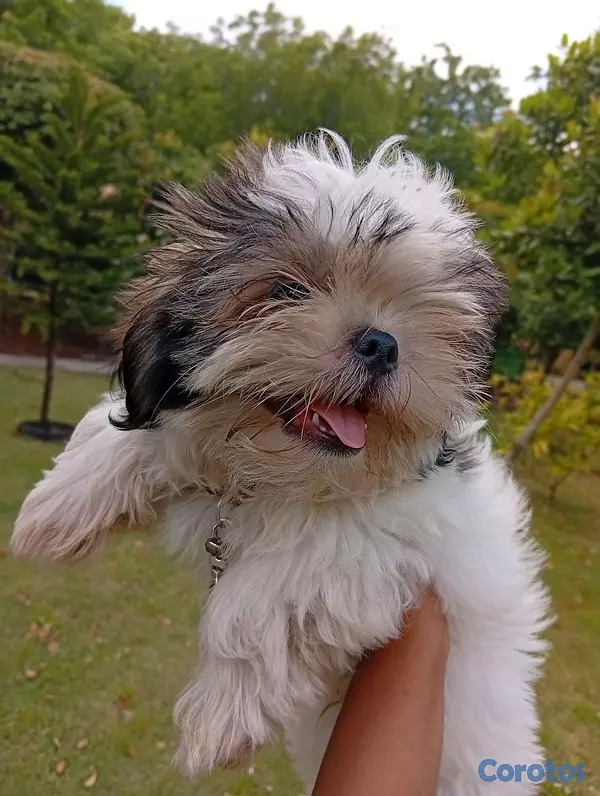 animales y mascotas - SHIHTZU MACHO 💙  3