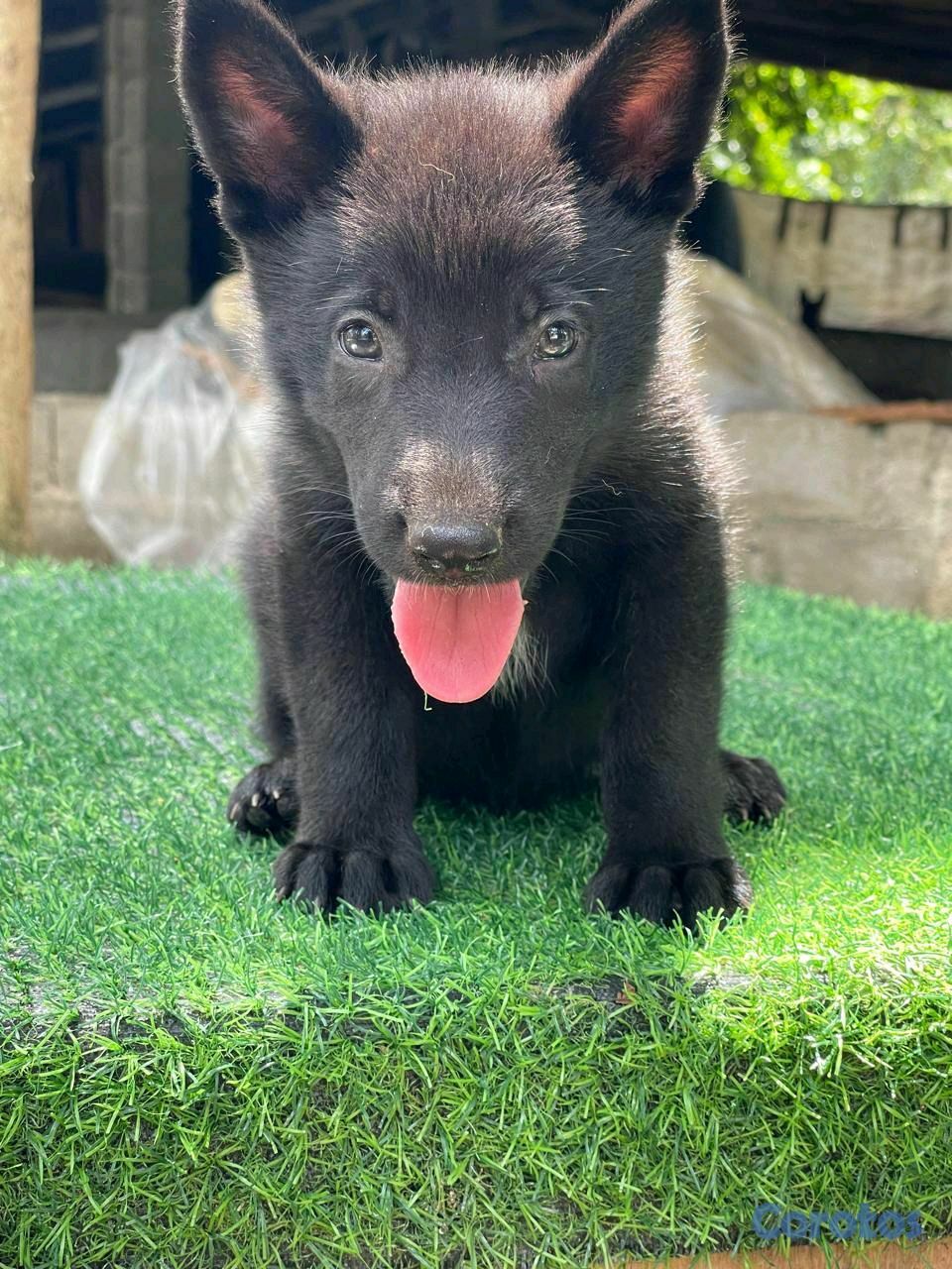 animales y mascotas - pastor alemán  3