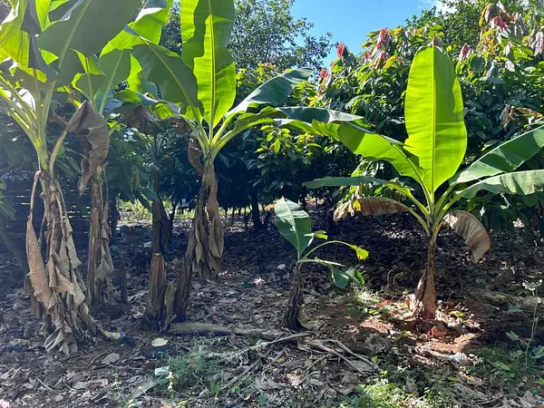 solares y terrenos - Terreno en EL PEDREGAL 6