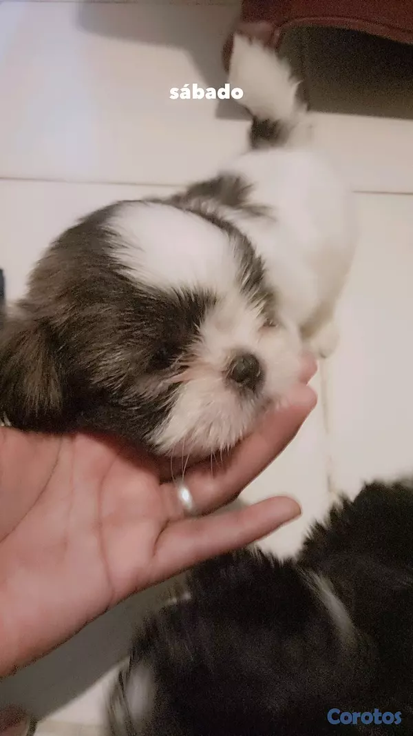 animales y mascotas - SHIH TZU MACHO 💙  5