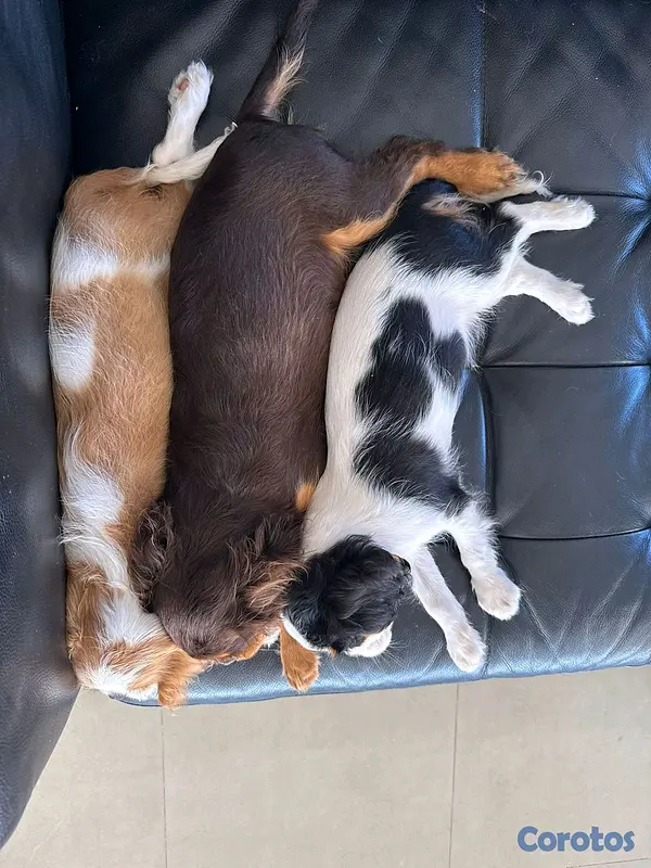 animales y mascotas - hermosos cachorritos de king cavalier  4