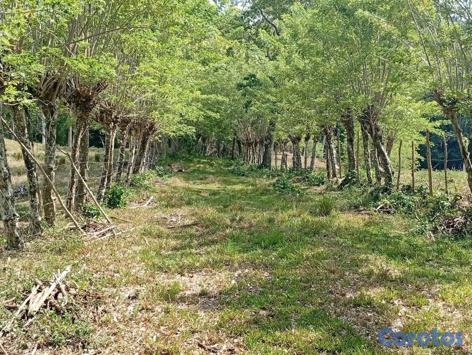 solares y terrenos - finca en Gaspar Hernandez  10