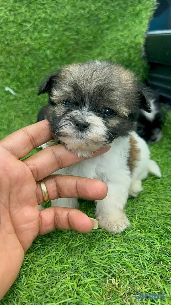animales y mascotas - hermosos cachorritos shipoo mini 5