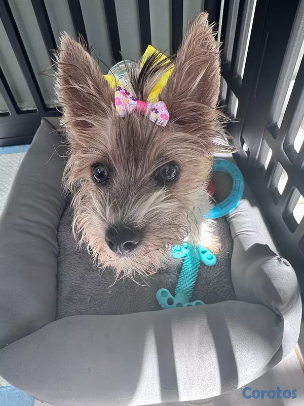 animales y mascotas - Yorkie biewer hembra  2