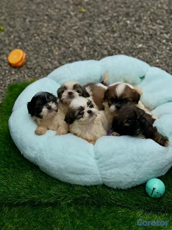 animales y mascotas - Shipoo  5