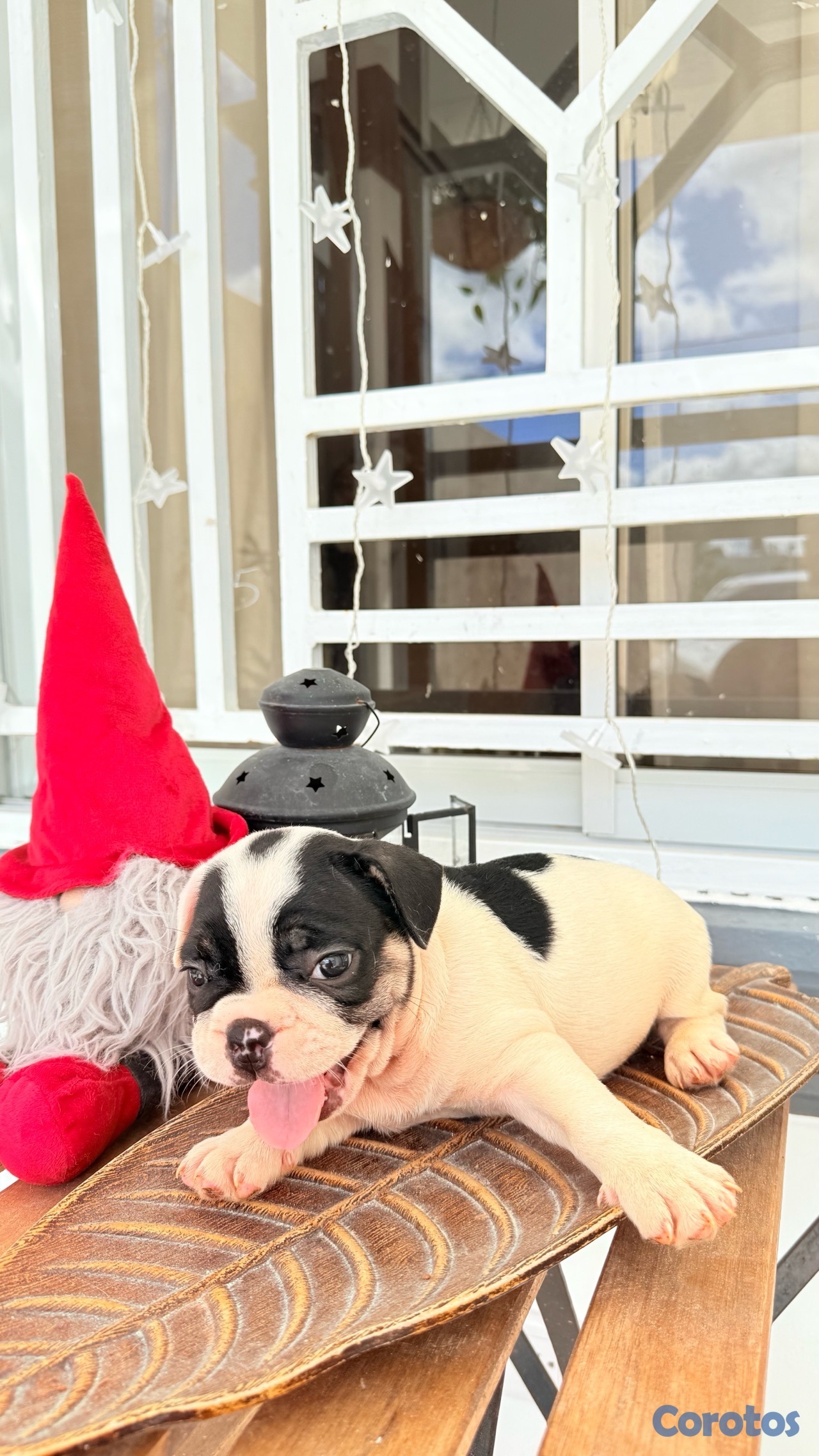 animales y mascotas - Bulldog Francés  6