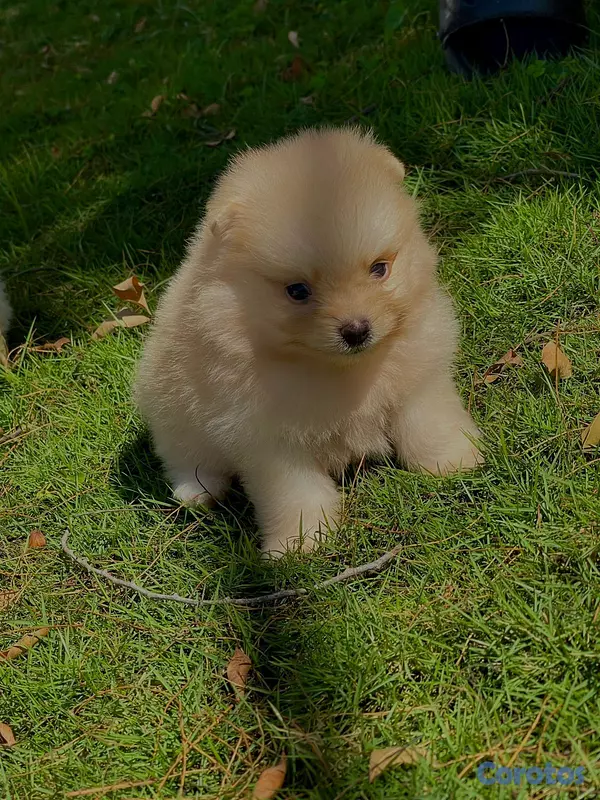 animales y mascotas - Pomerania  4