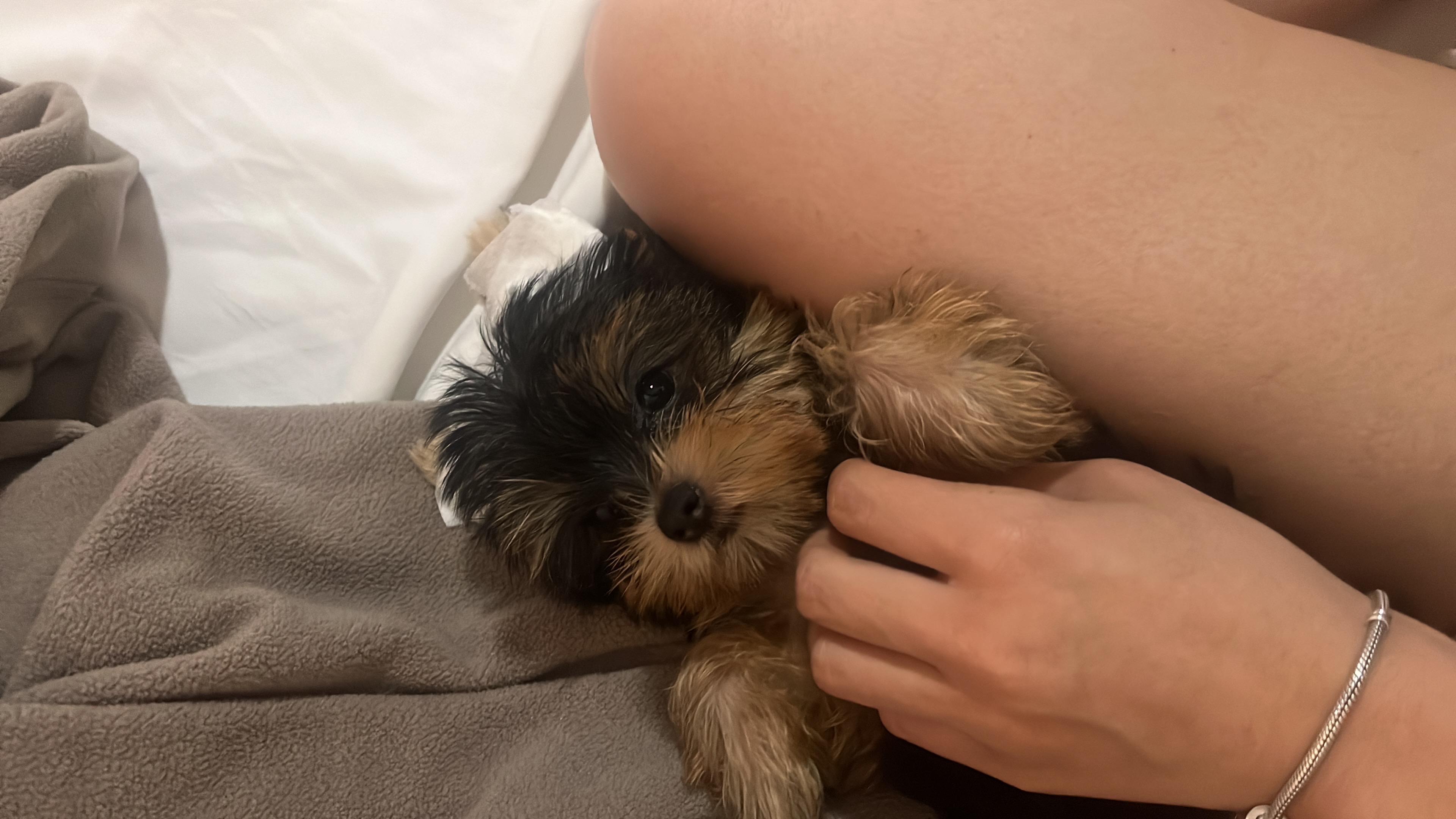 animales y mascotas - yorkie 4