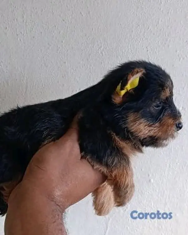 animales y mascotas - Cachorro Yorkshire Terrier Con Merle Macho 3