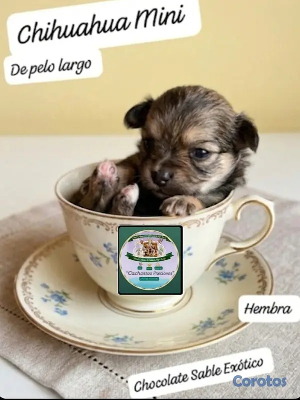 animales y mascotas - Chihuahua Mini de pelo largo  2