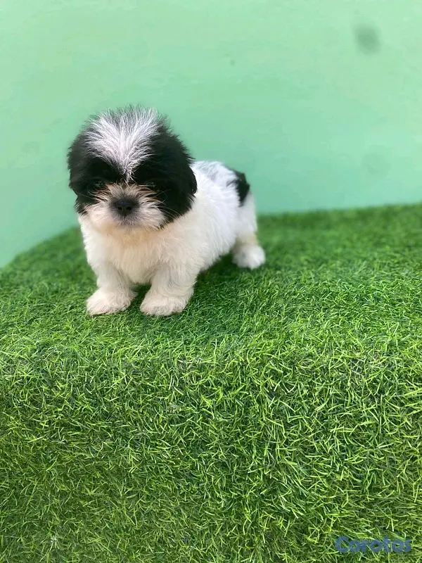 animales y mascotas - hermosos cachorritos shipoo toy  2