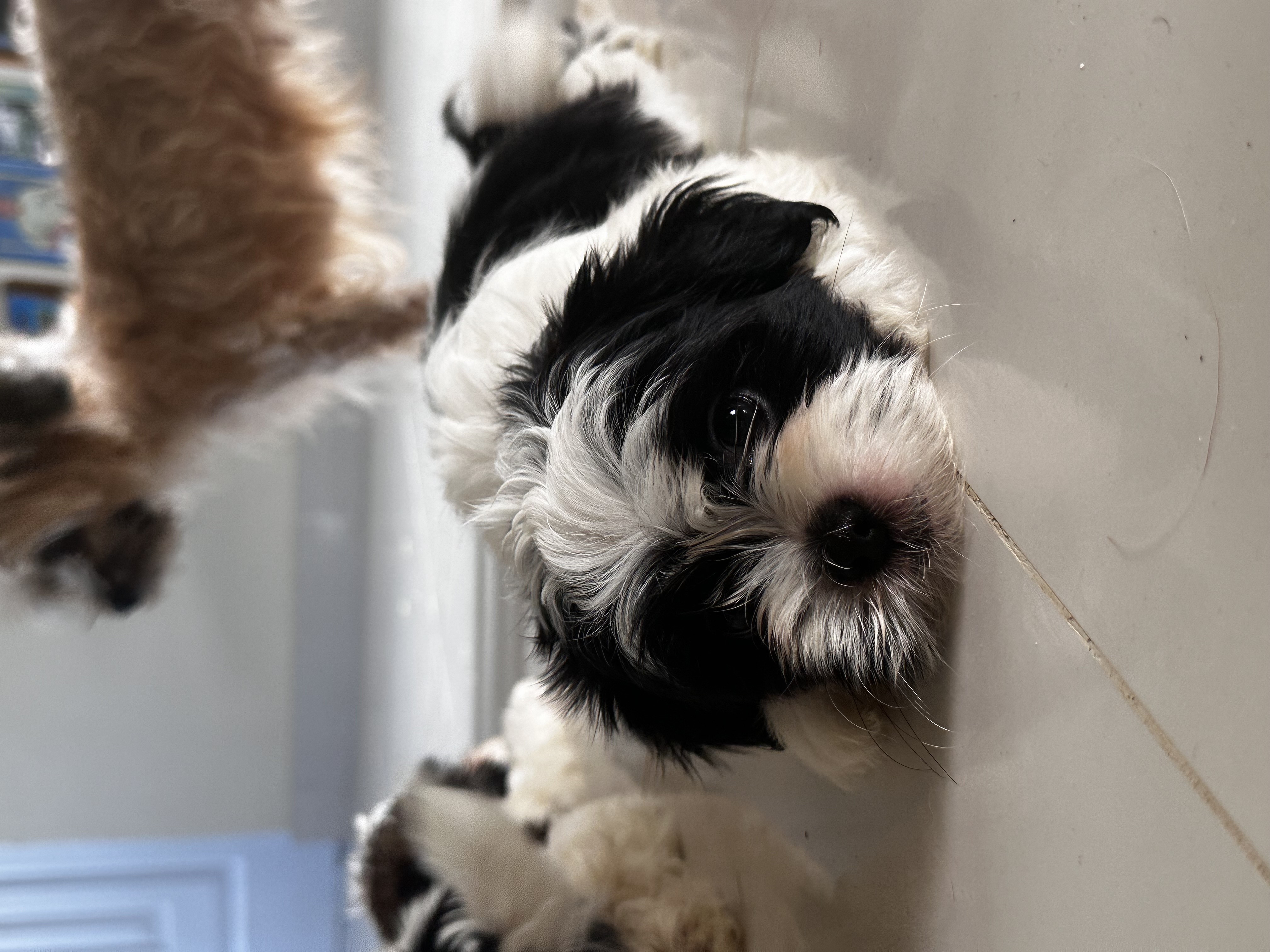 animales y mascotas - Cachorros Shipoo en Venta!  2