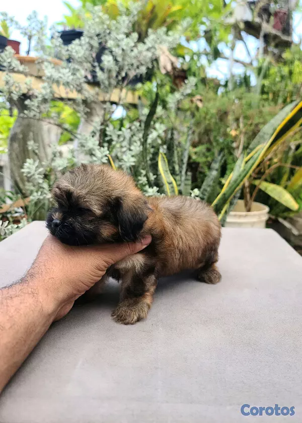 animales y mascotas - shihpoo macho  2