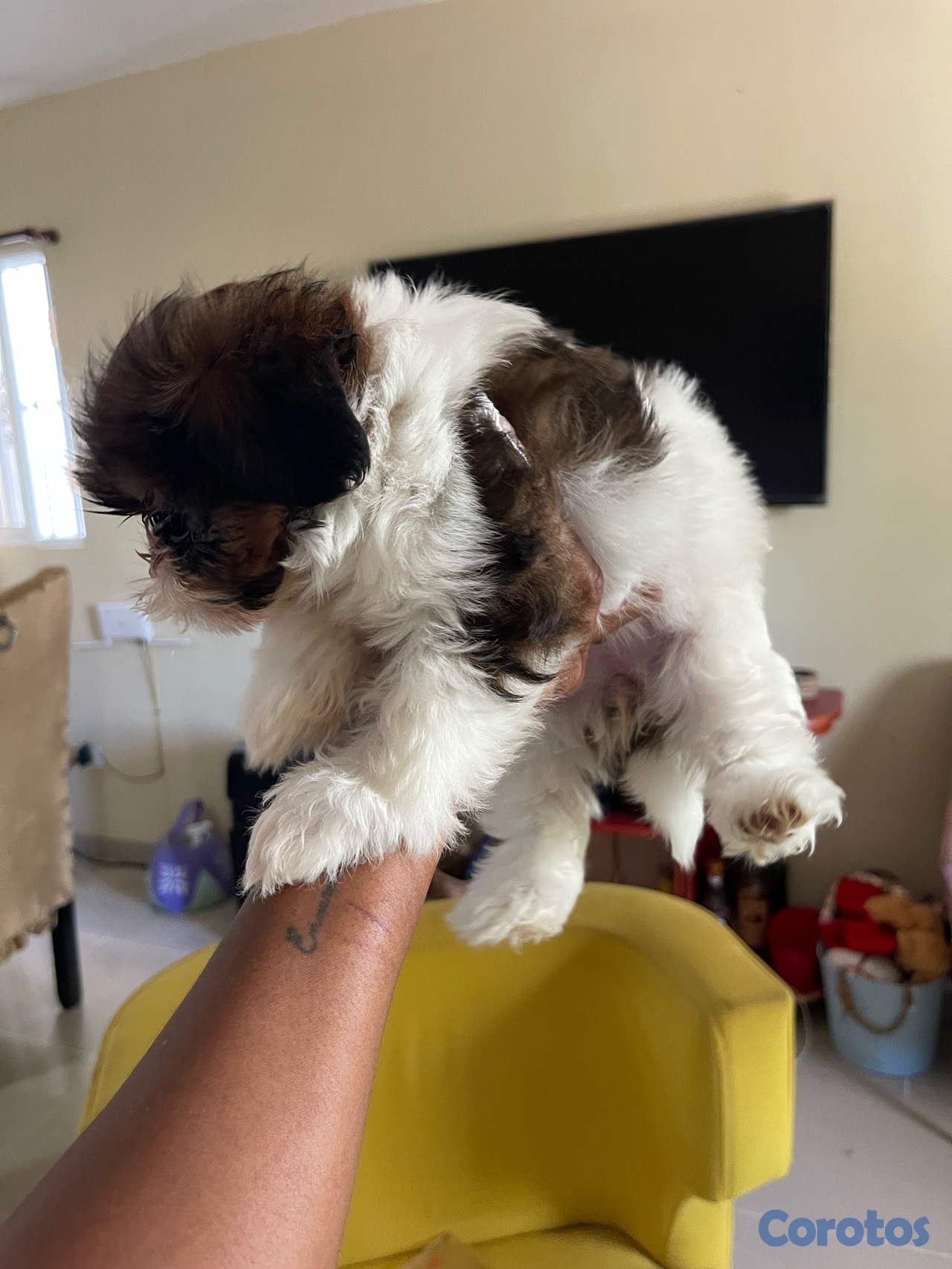 animales y mascotas - Shitzu hembras solo dos disponible 20,000 negociable 3