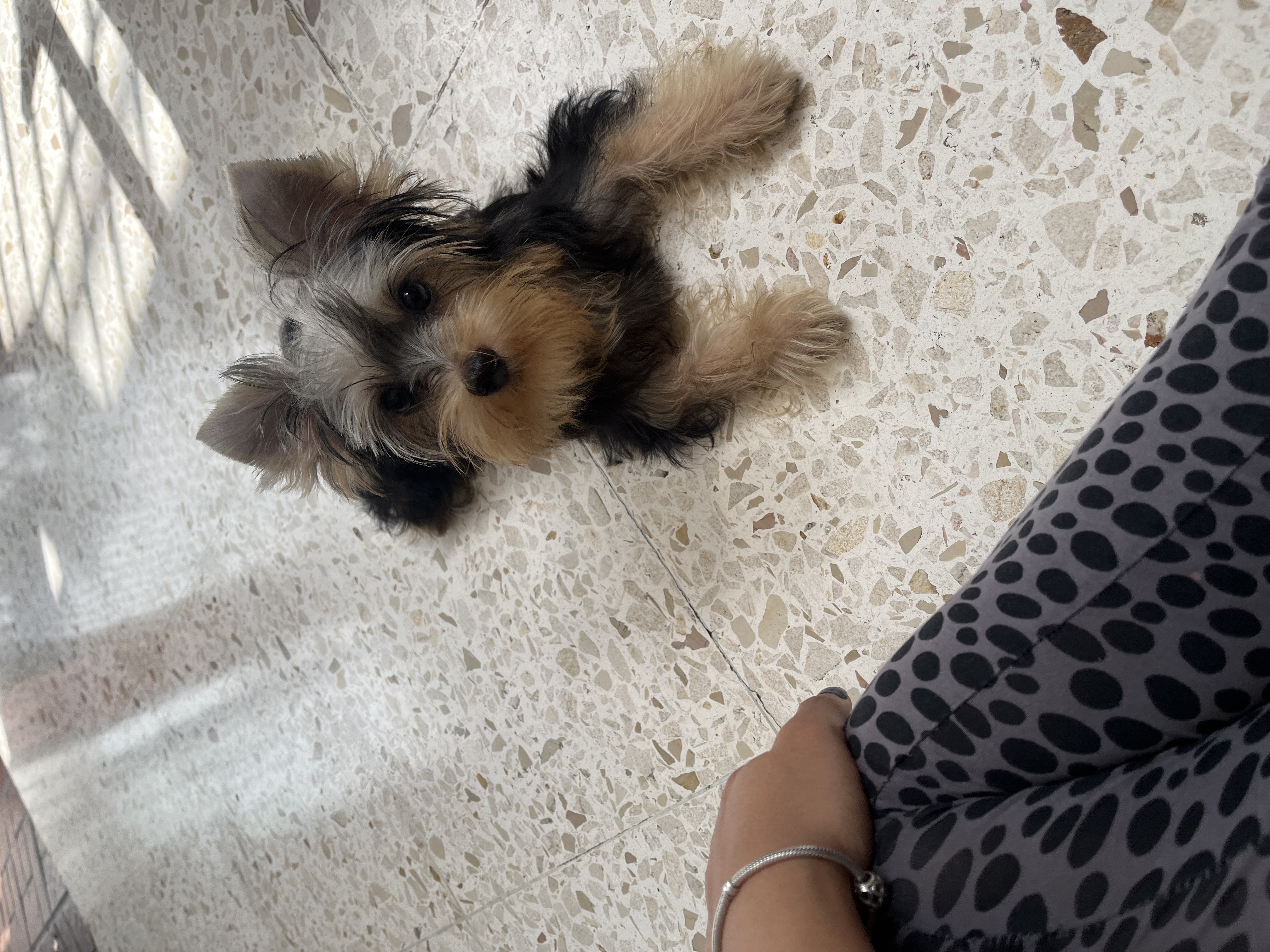 animales y mascotas - yorkie 8
