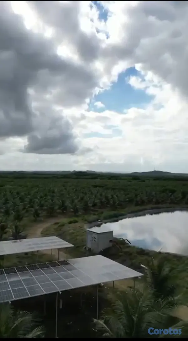 solares y terrenos - Finca de Coco Enanos en Monte Cristi 8