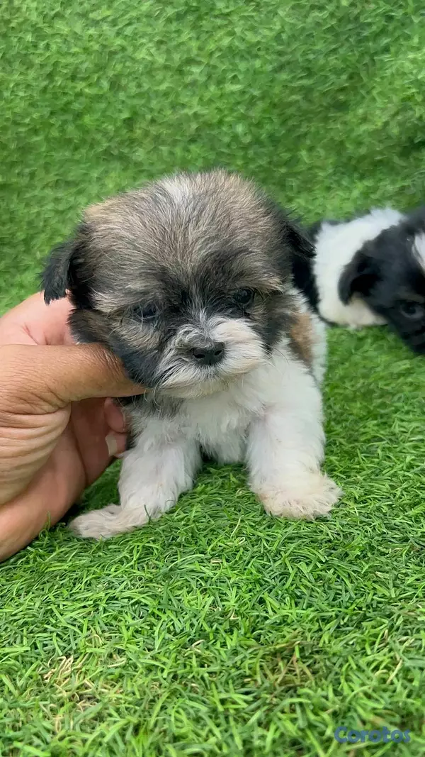 animales y mascotas - hermosos cachorritos shipoo mini 6