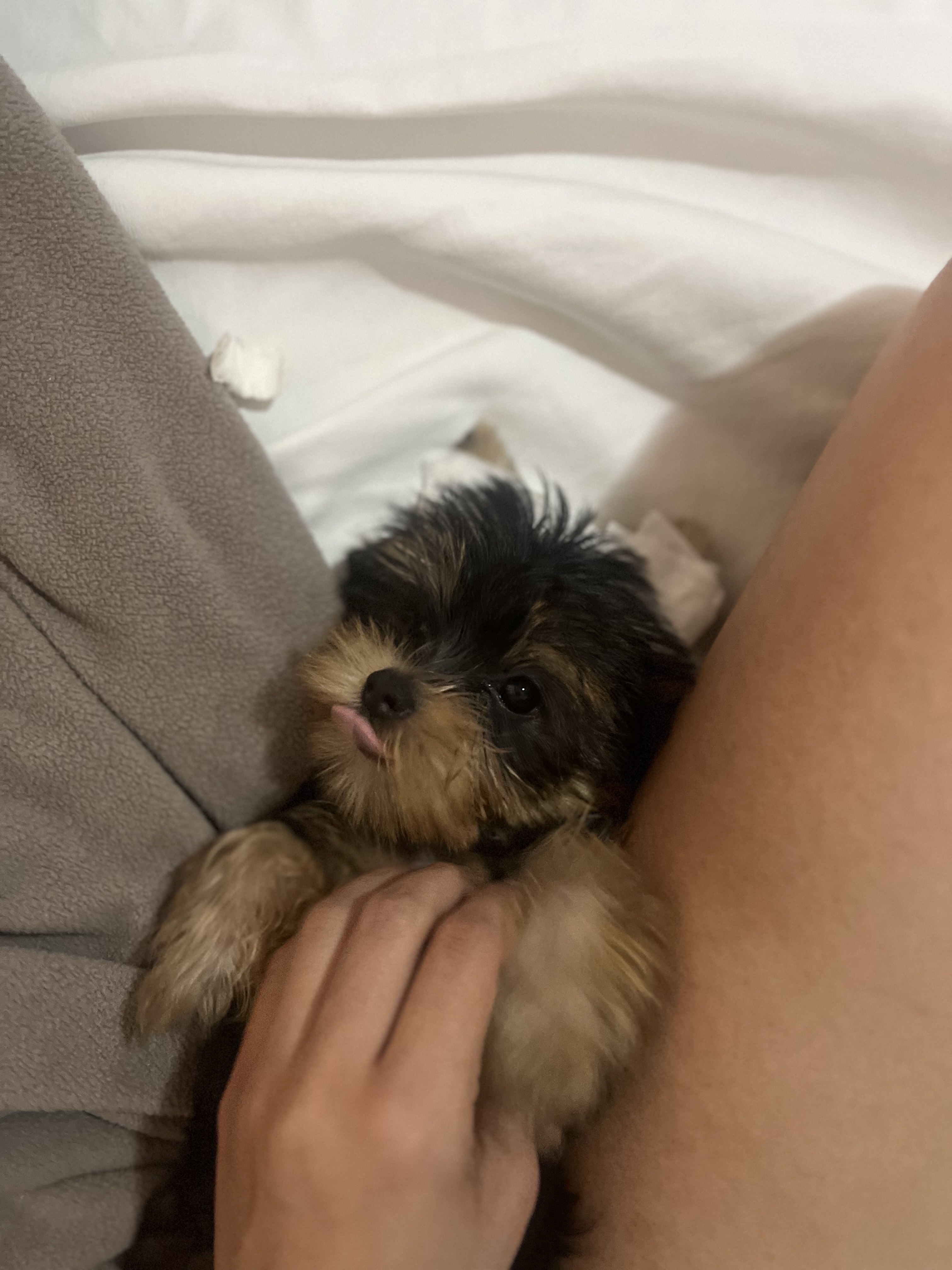 animales y mascotas - yorkie 5
