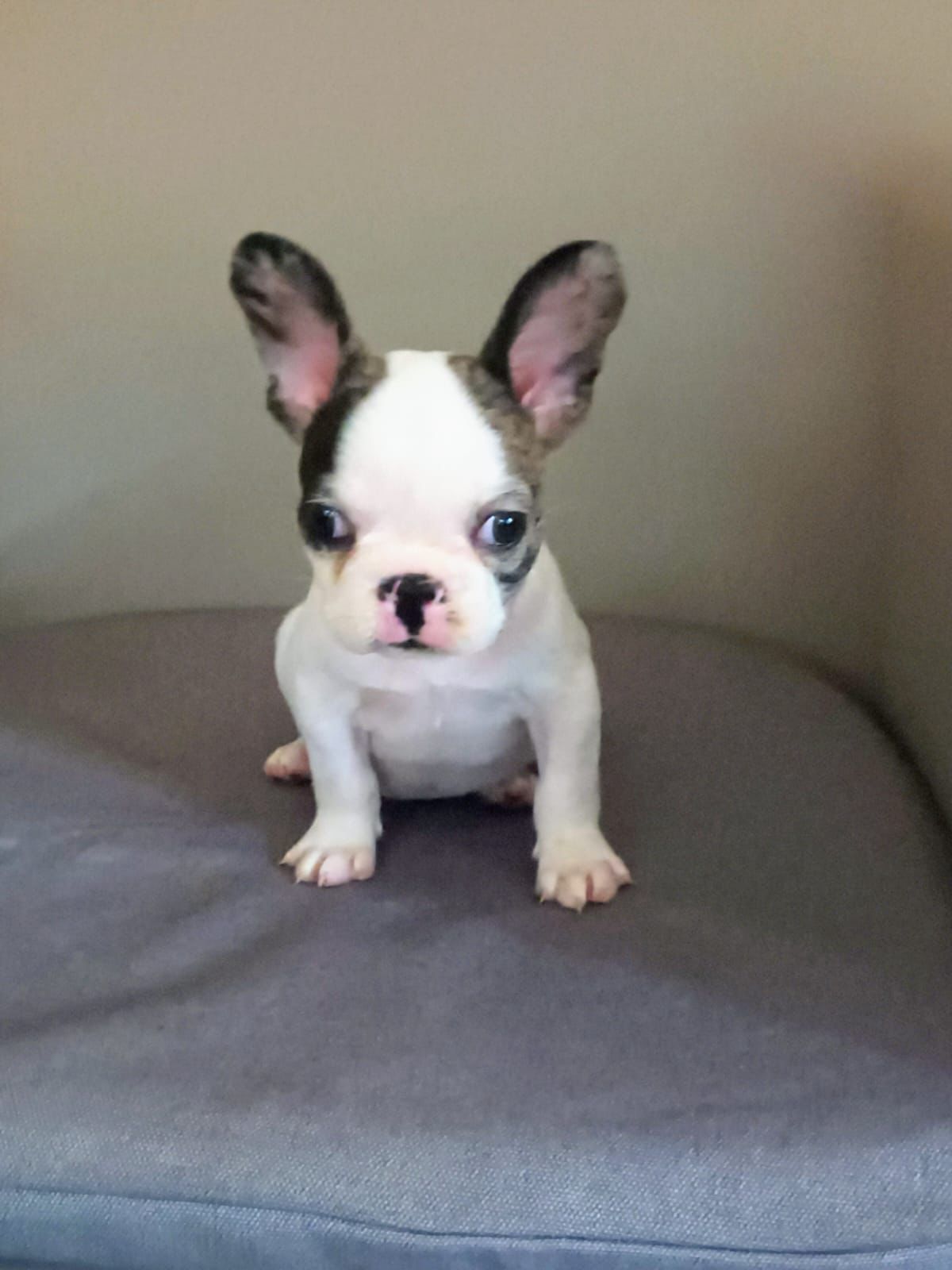 animales y mascotas - OFERTA CACHORRO BULLDOG FRANCES MACHO SE ENTREGA C