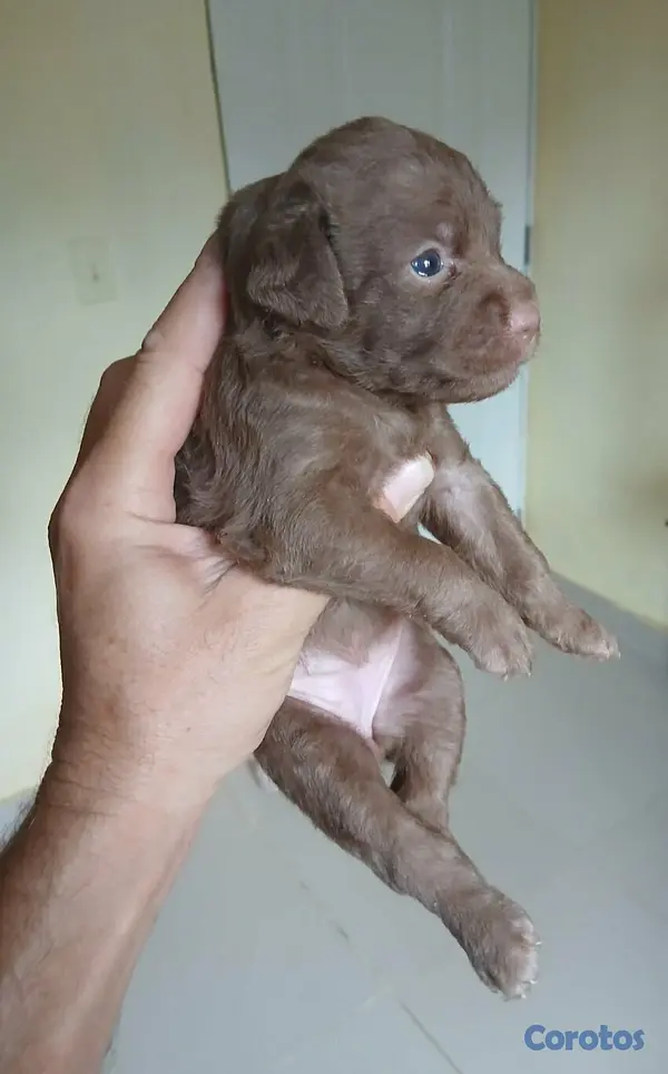 animales y mascotas - Labradoodle,Goldendoodle,Poodle,Golden Retriever,Labrador, Doodle de oportunidad 2