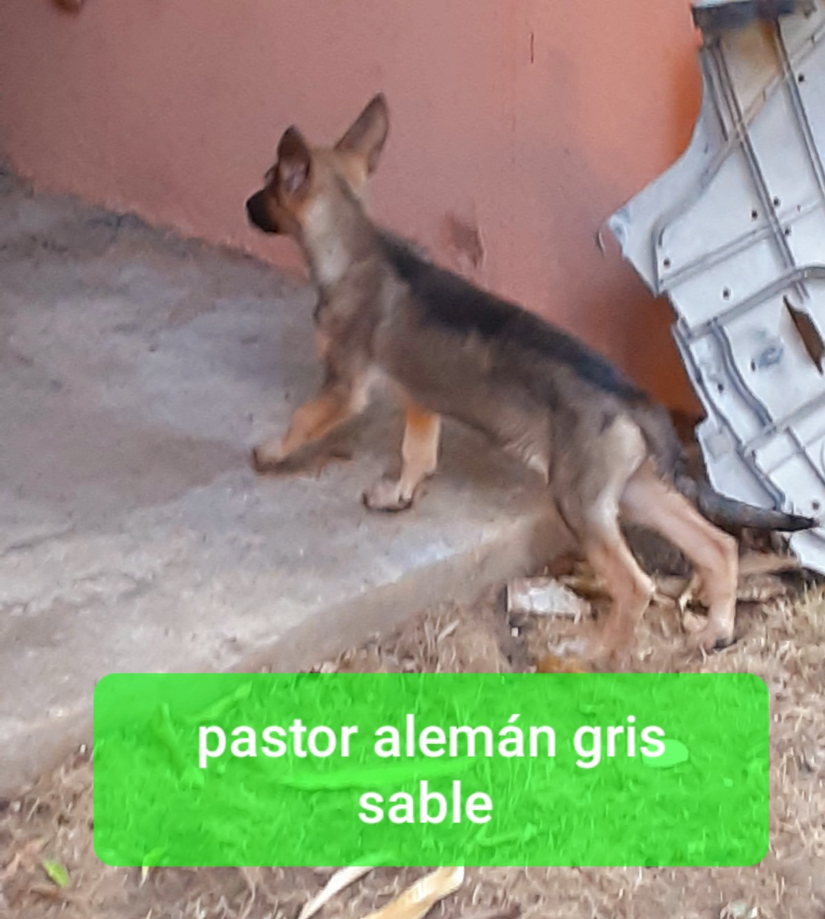 animales y mascotas - Pastor alemán gris sable