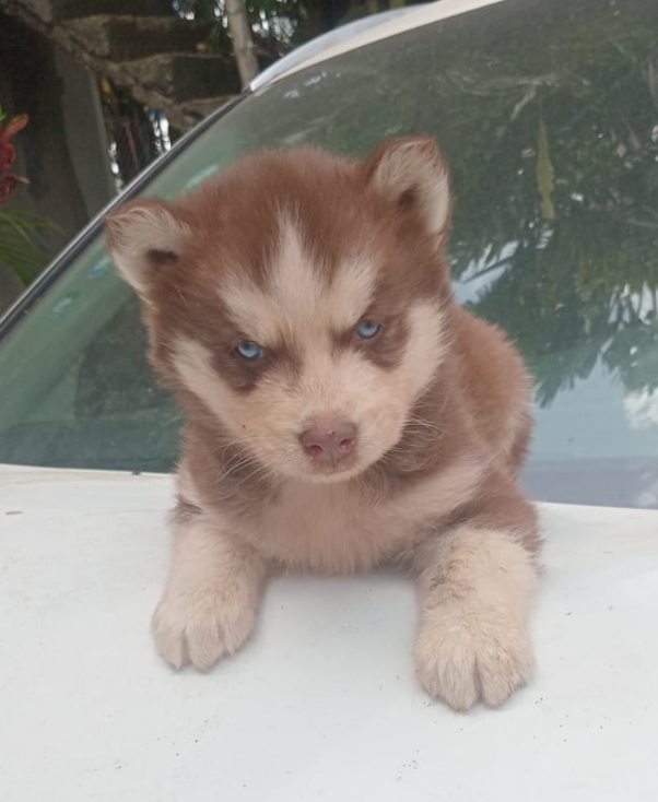 animales y mascotas - Husky ambos sexos