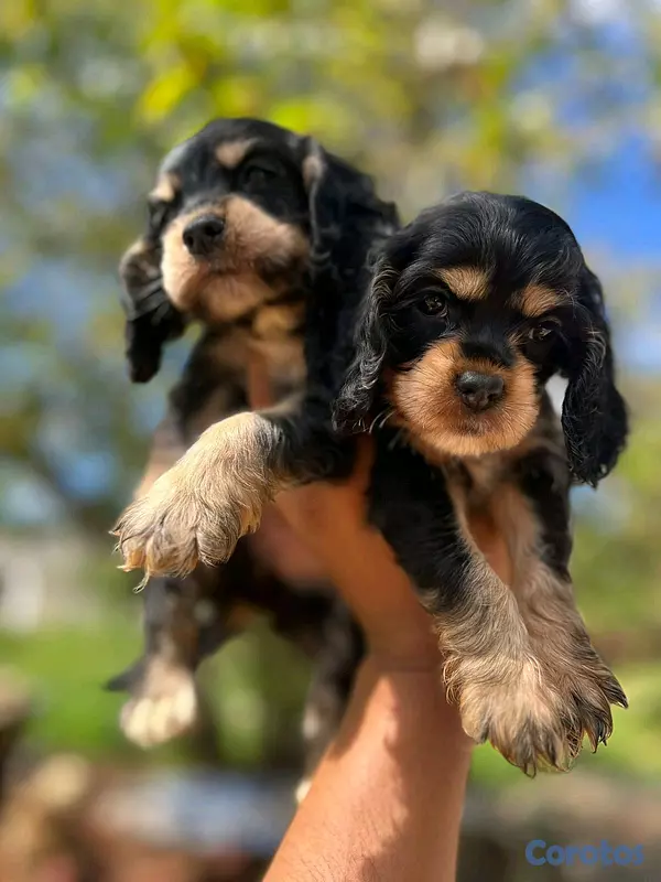 animales y mascotas - hermosos cachorritos de cocker  5