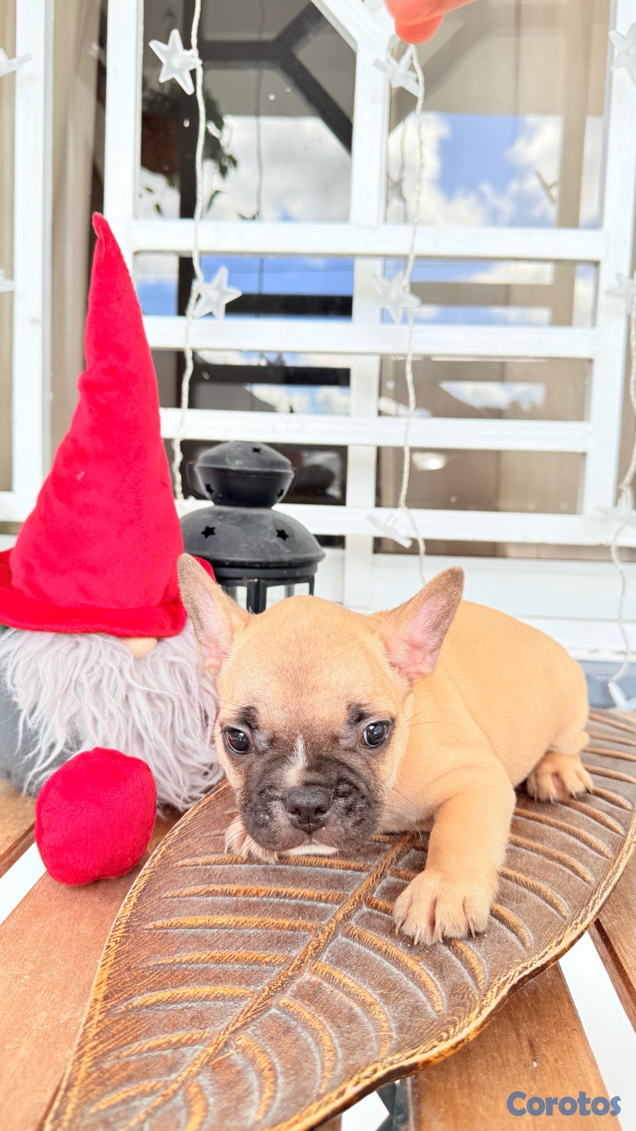 animales y mascotas - Bulldog Francés  7