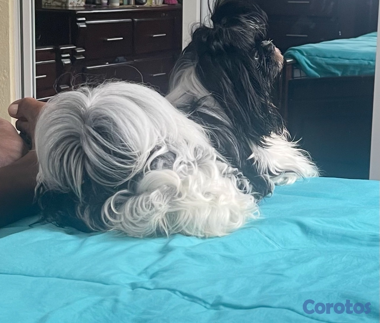 animales y mascotas - Shitzu hembras solo dos disponible 20,000 negociable 1