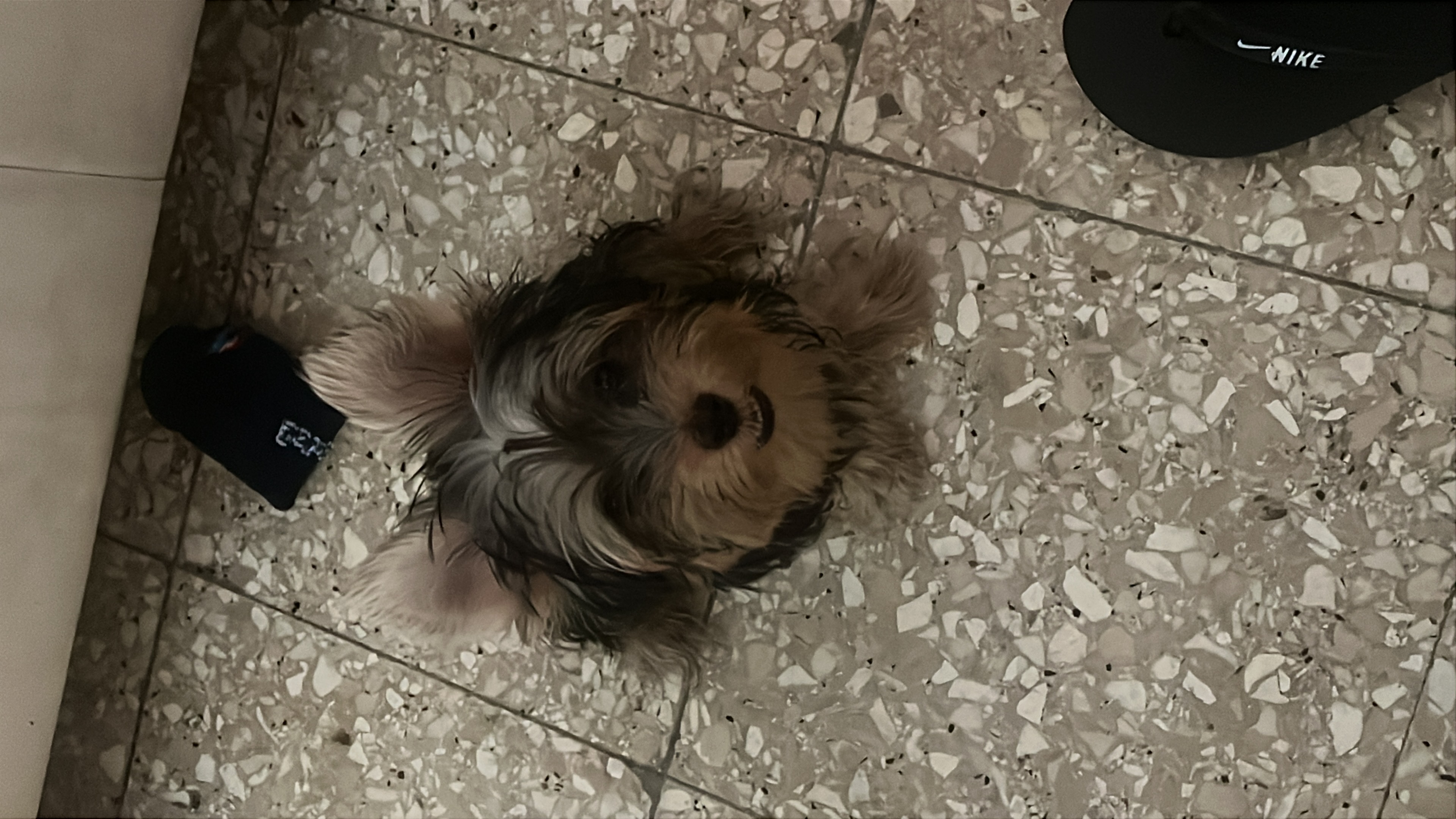 animales y mascotas - yorkie 6