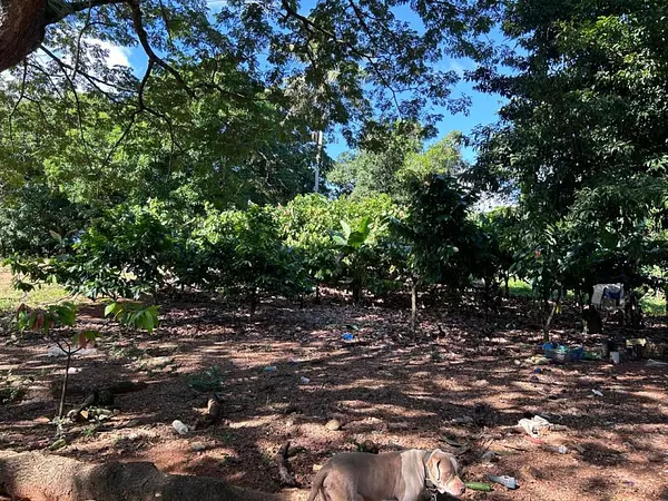 solares y terrenos - Terreno en EL PEDREGAL 9