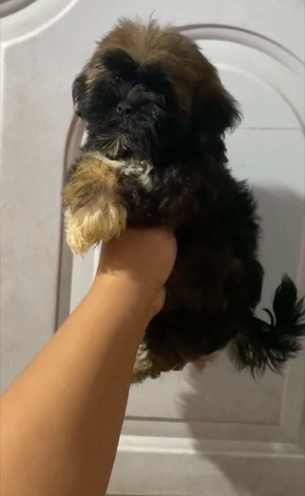 animales y mascotas - OFERTA CACHORRO SHIPOO MACHO EN SANTO DOMINGO Y VA