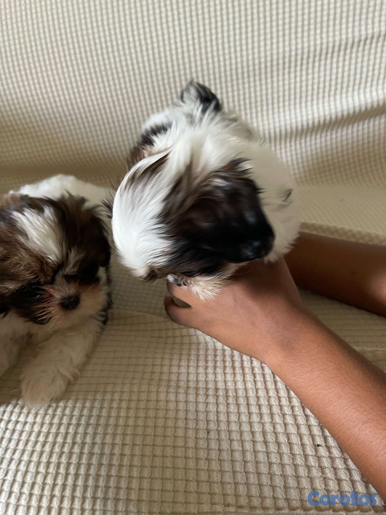 animales y mascotas - Shitzu hembras solo dos disponible 20,000 negociable 2