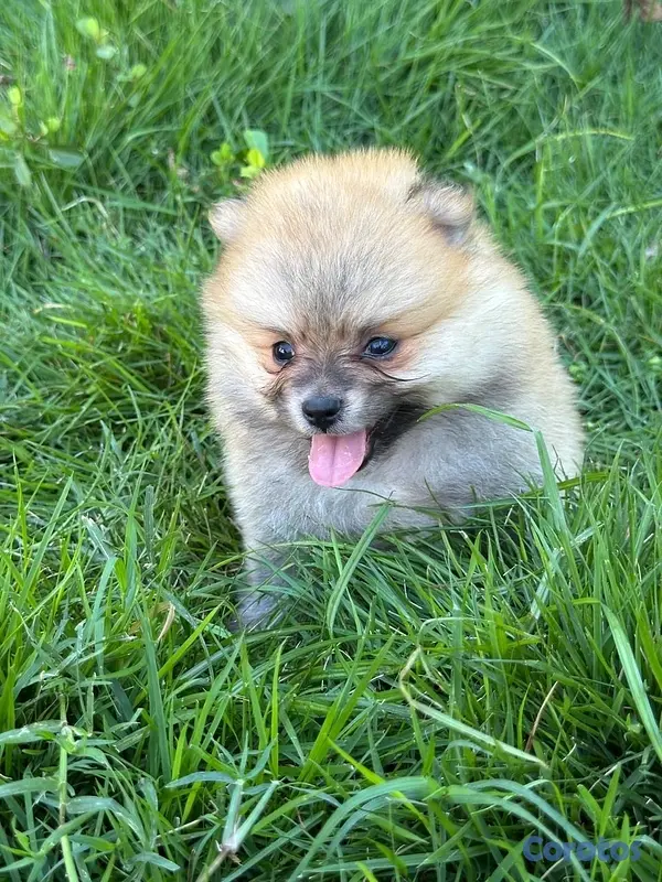 decoración y accesorios - pomerania Disponible  2